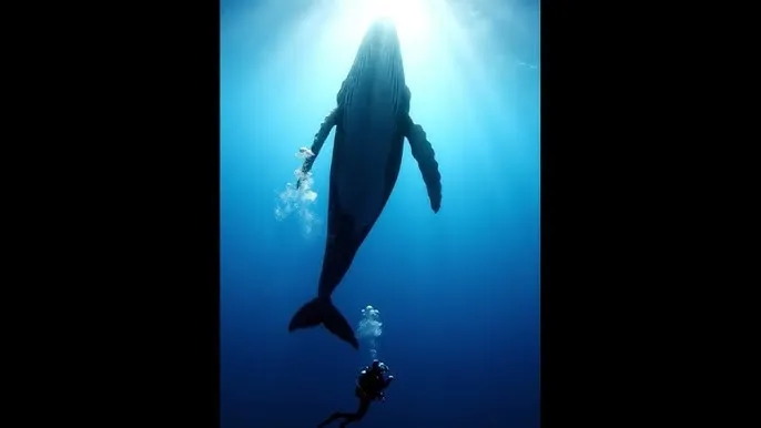 新黑暗圣经下载 - 深蓝星球：探索海洋深处的未知世界